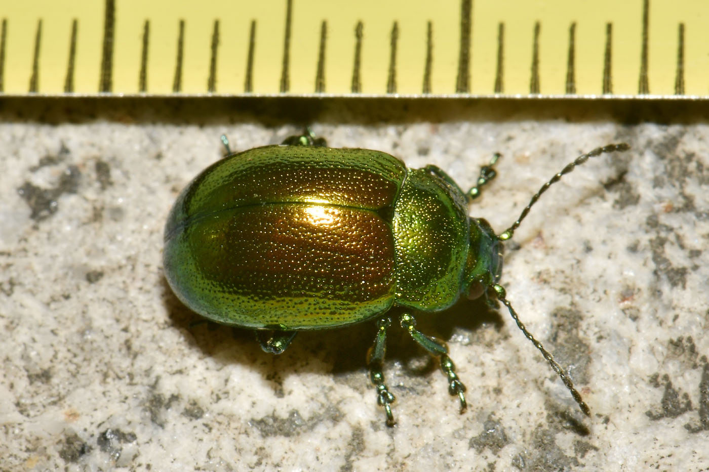 Chrysomelidae: Chrysolina herbacea? Sì